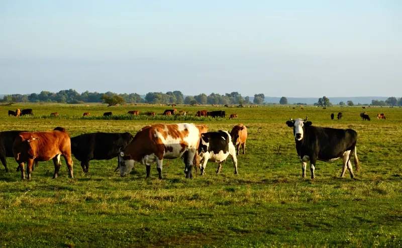 Greenfield Dairy Co. 1