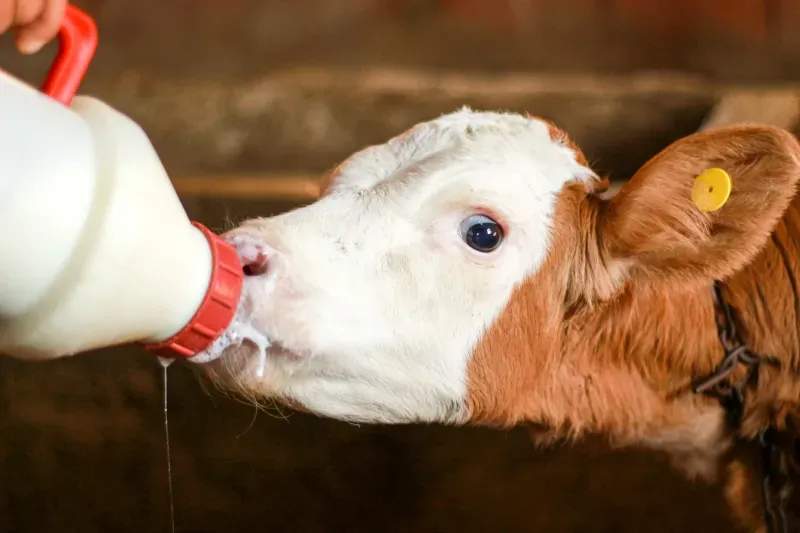 Farm-to-business dairy sourcing
